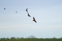 05587 Mobbing da parte di Corvus cornix (Cornacchia grigia) e Pica pica (Gazza) nei confronti di Buteo buteo (Poiana)